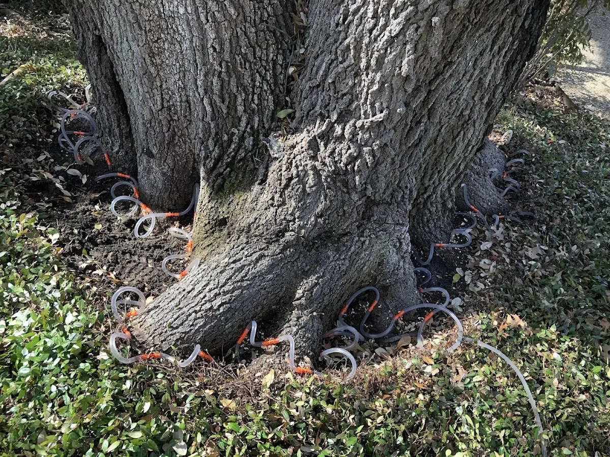 Detailed Tree Cabling and Bracing job site in Milligan